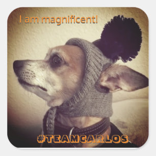 Großartiger Carlos B. Hund! AUFKLEBER! Quadratischer Aufkleber