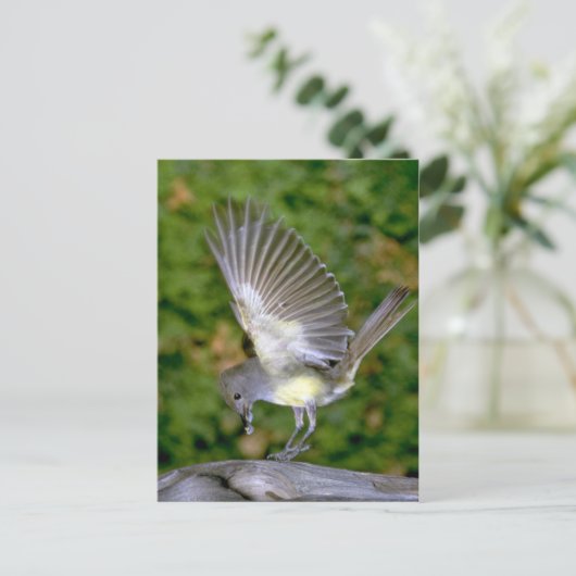 Großartiger Flycatcher Postkarte (Stehend Vorderseite)