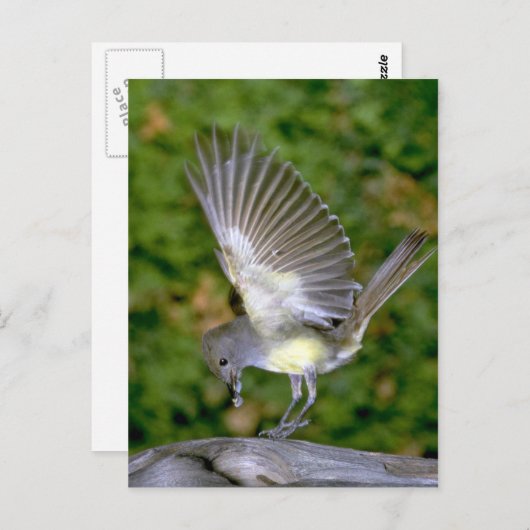 Großartiger Flycatcher Postkarte (Vorne/Hinten)