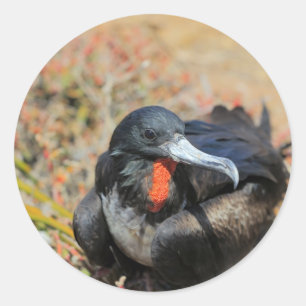 Großartiger Fregattenvogel Galapagos Inseln Runder Aufkleber