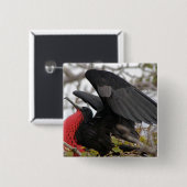 Großartiger Frigate Bird Button (Vorne & Hinten)