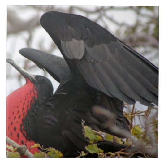 Großartiger Frigate Bird Fliese (Vorderseite)