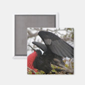 Großartiger Frigate Bird Magnet (Vorderseite/Rückseite)