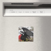 Großartiger Frigate Bird Magnet (In Situ (Geschirrspüler))
