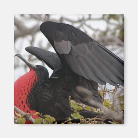 Großartiger Frigate Bird Magnet (Vorne)