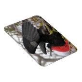 Großartiger Frigate Bird Magnet (Rechte Seite)