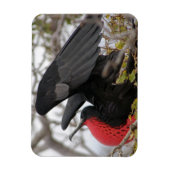 Großartiger Frigate Bird Magnet (Vertikal)