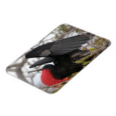 Großartiger Frigate Bird Magnet (Linke Seite)