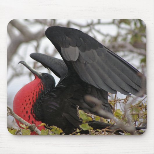 Großartiger Frigate Bird Mousepad (Vorne)
