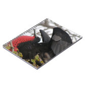 Großartiger Frigate Bird Notizblock (Linke Seite)
