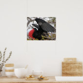 Großartiger Frigate Bird Poster (Küche)