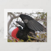 Großartiger Frigate Bird Postkarte (Vorne/Hinten)