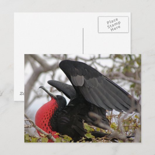 Großartiger Frigate Bird Postkarte (Vorne/Hinten)
