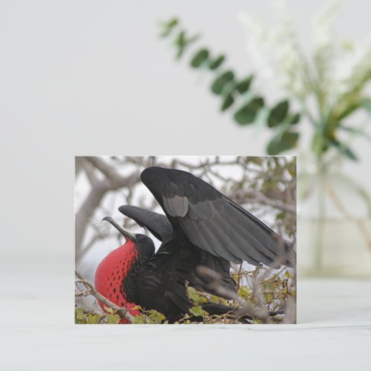 Großartiger Frigate Bird Postkarte (Stehend Vorderseite)