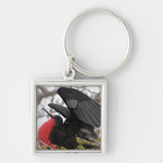 Großartiger Frigate Bird Schlüsselanhänger (Vorne)