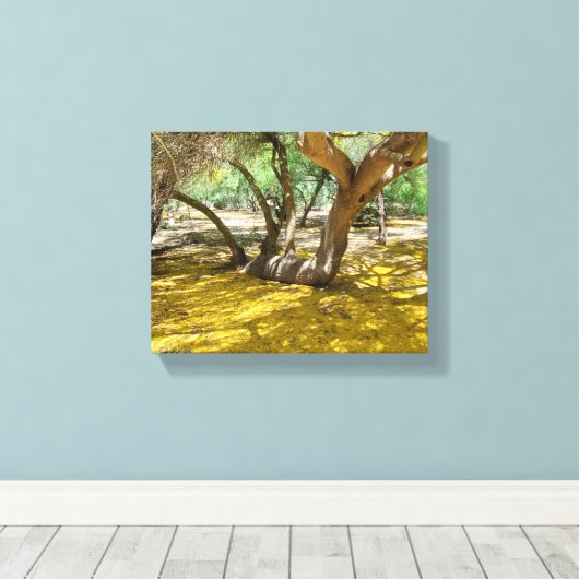 Großartiger Gelbpalo-Verde-Baum Leinwanddruck (Insitu (Holzboden))