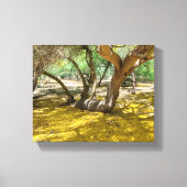 Großartiger Gelbpalo-Verde-Baum Leinwanddruck (Vorderseite)