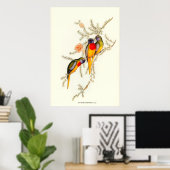 Großartiger Grasparaket, Vintage Illustrationen Poster (Heimbüro)