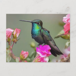 Großartiger Hummingbird an der Erholung Postkarte