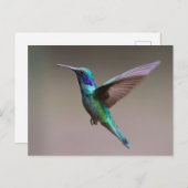 Großartiger Kolibri Postkarte (Vorne/Hinten)