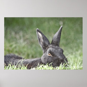 Großartiger Kunstdruck Poster