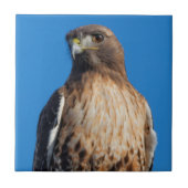 Großartiger Rotschwanzfalken in der Sonne Fliese (Vorderseite)