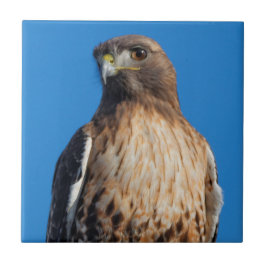 Großartiger Rotschwanzfalken in der Sonne Fliese