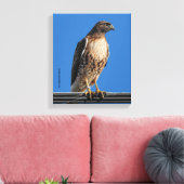 Großartiger Rotschwanzfalken in der Sonne Leinwanddruck (Insitu (Wohnzimmer))