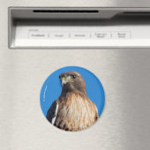 Großartiger Rotschwanzfalken in der Sonne Magnet (In Situ (Geschirrspüler))