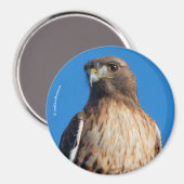 Großartiger Rotschwanzfalken in der Sonne Magnet (Vorderseite/Rückseite)