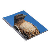 Großartiger Rotschwanzfalken in der Sonne Notizblock (Rechte Seite)