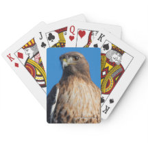 Großartiger Rotschwanzfalken in der Sonne