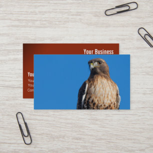 Großartiger Rotschwanzfalken in der Sonne Visitenkarte