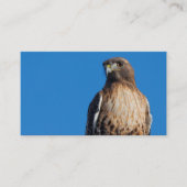 Großartiger Rotschwanzfalken in der Sonne Visitenkarte (Vorderseite)