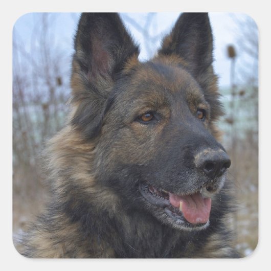 Großartiger Schwarzer-Sattler Quadratischer Aufkleber (Vorderseite)