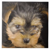 Großartiger Yorkshire Terrier Fliese (Vorderseite)