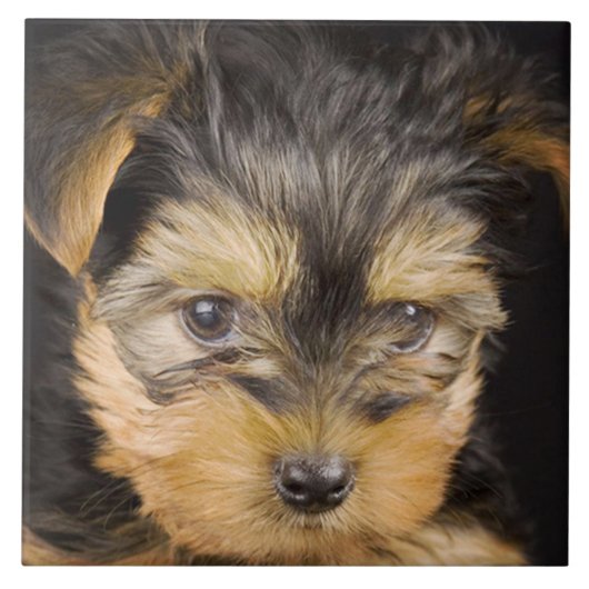 Großartiger Yorkshire Terrier Fliese (Vorderseite)