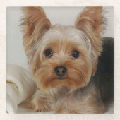 Großartiger Yorkshire Terrier Glasuntersetzer (Vorderseite)