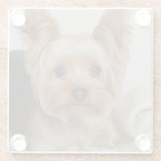 Großartiger Yorkshire Terrier Glasuntersetzer (Rückseite)