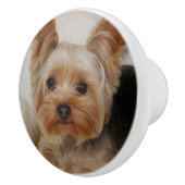 Großartiger Yorkshire Terrier Keramikknauf (Rechts)