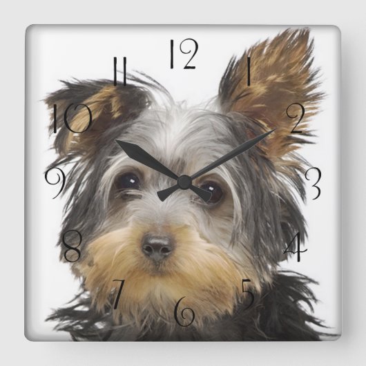 Großartiger Yorkshire Terrier Quadratische Wanduhr (Vorderseite)