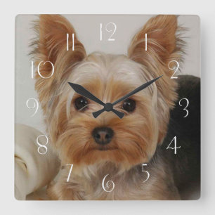 Großartiger Yorkshire Terrier Quadratische Wanduhr