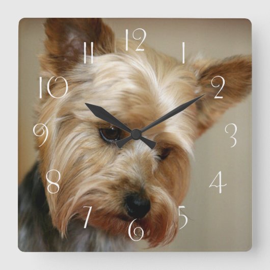 Großartiger Yorkshire Terrier Quadratische Wanduhr (Vorderseite)