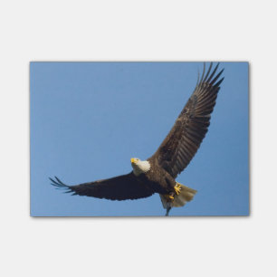 Großartiges Eagle Post-it Klebezettel