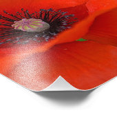 Großartiges Mohndruck-Foto Fotodruck (Ecke)