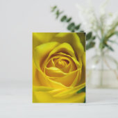 Großartiges Rosenmakro Postkarte (Stehend Vorderseite)
