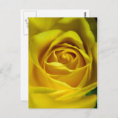 Großartiges Rosenmakro Postkarte (Vorne/Hinten)