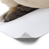 Großartiges, trockenes Welpenspiel im Studio Poster (Ecke)