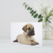 Großartiges, trockenes Welpenspiel im Studio Postkarte (Stehend Vorderseite)