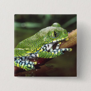Großaugen-Waldlaubfrosch, Leptopelis vermiculatus, Button